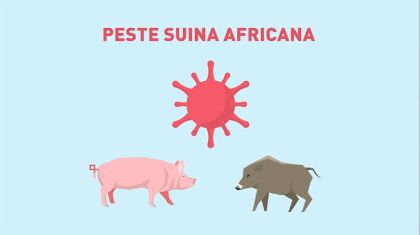 Peste suina africana