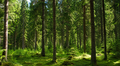 Foresta_abeti