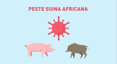 Peste_suina
